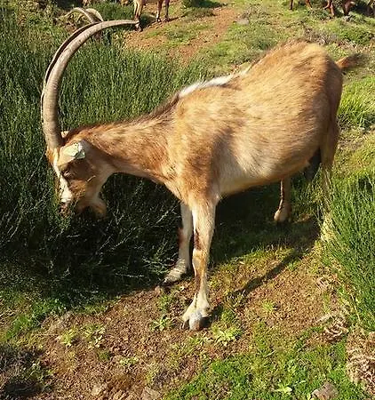 Ferienhaus Quinta Lindas 2 Mondim de Basto