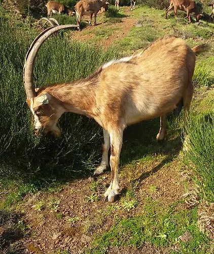 別荘 Quinta Lindas 2 モンジン・デ・バスト